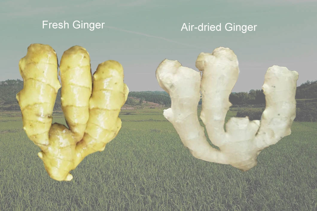 Healthy and Affordable Fresh Ginger, Air-Dried Ginger From China