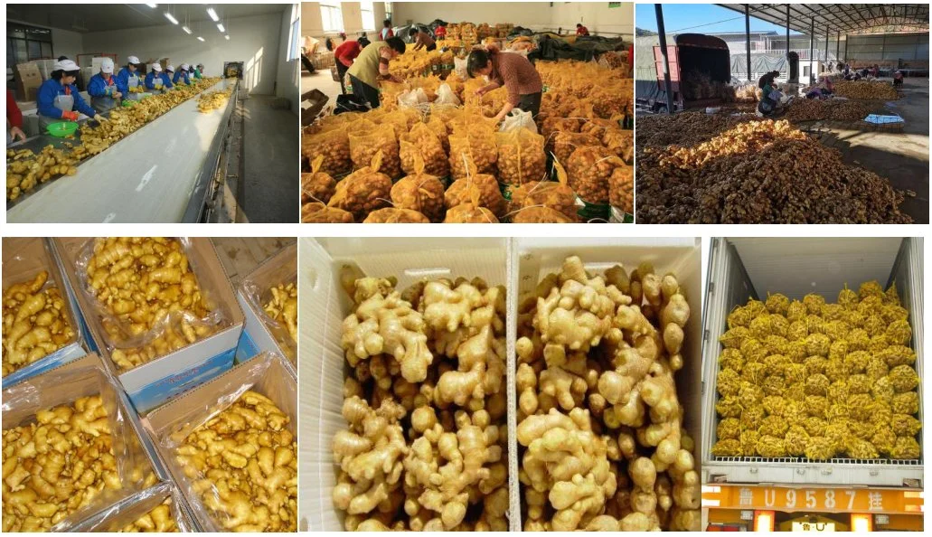 Fresh Vegetable Factory Price Chinese Dried Ginger on Hot Sale