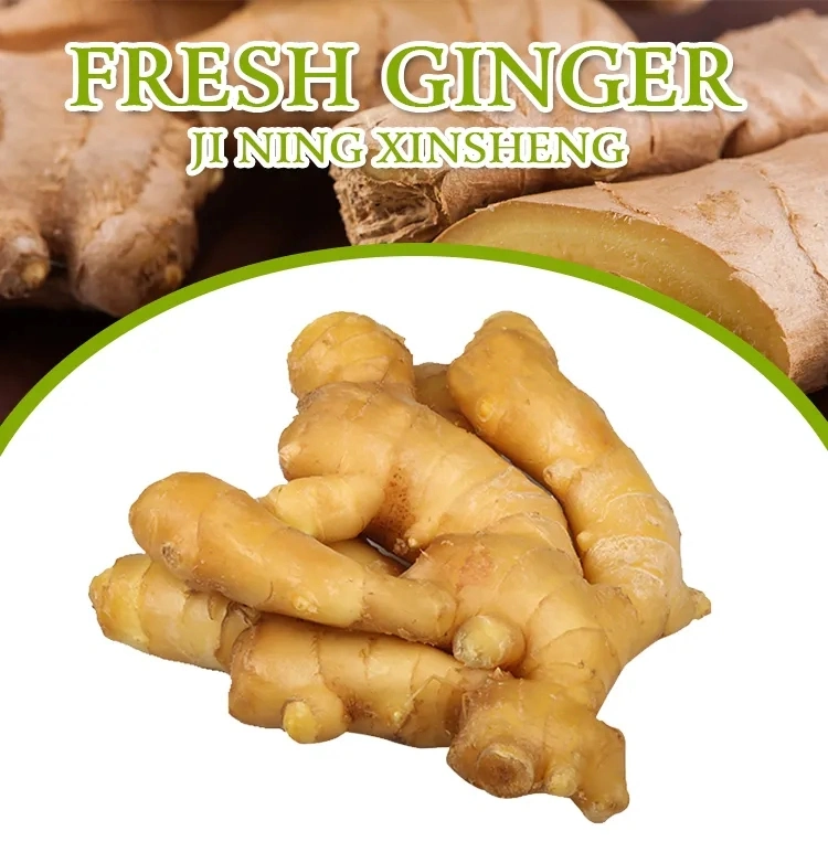 100% Natural High Quality Pure Dry Ginger Organic Ground Ginger Organic Fresh Ginger