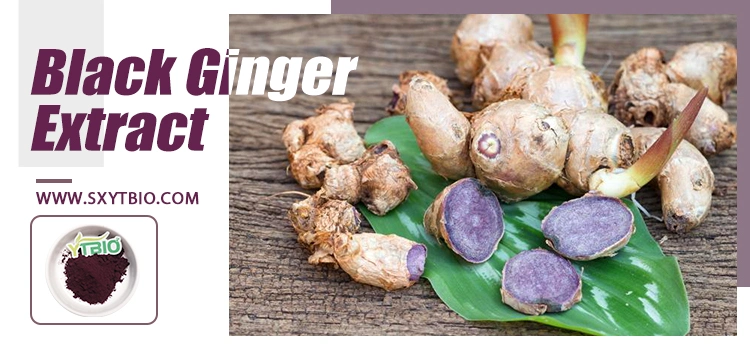 Best Selling Natural Black Ginger Powder Plant Extracts Black Ginger Extract Powder