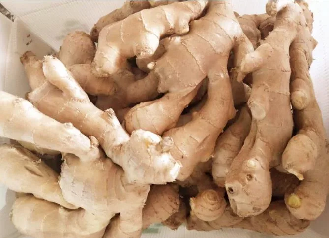 New Crop Organic Ginger From China High Quality Air Dried Ginger