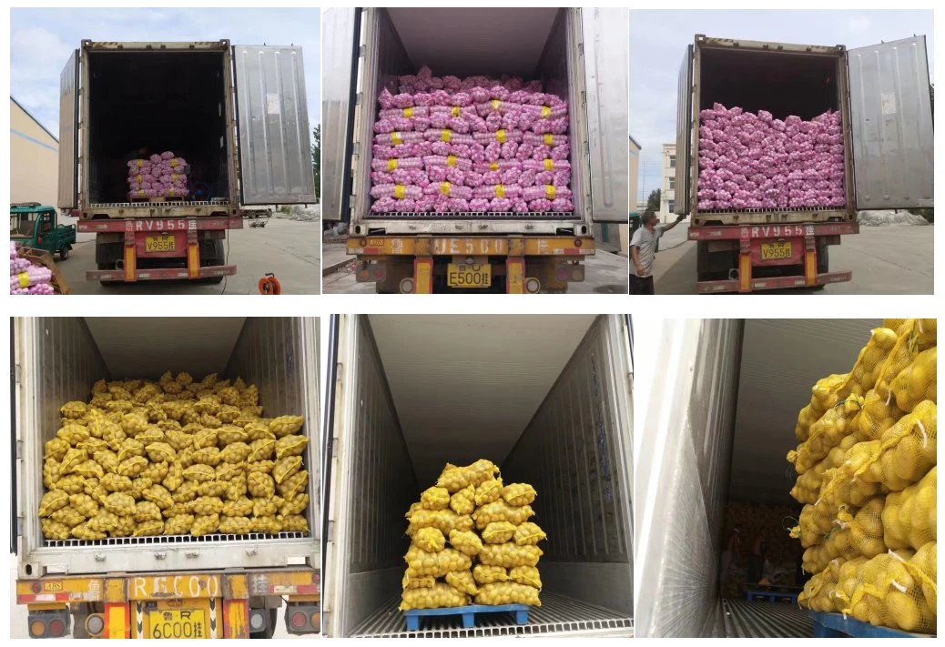 Fresh Vegetable Factory Price Chinese Dried Ginger on Hot Sale